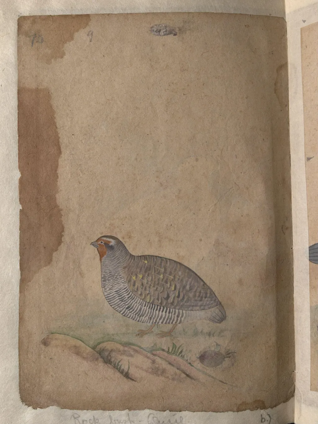 Depictions of a (unfinished drawing) and a Rock bush-quail of Northern India, by Unknown, paint, 1820