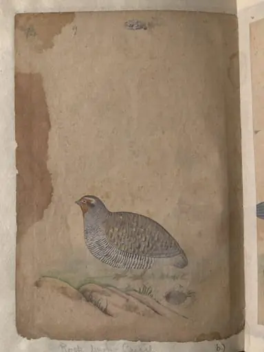 Depictions of a (unfinished drawing) and a Rock bush-quail of Northern India, by Unknown