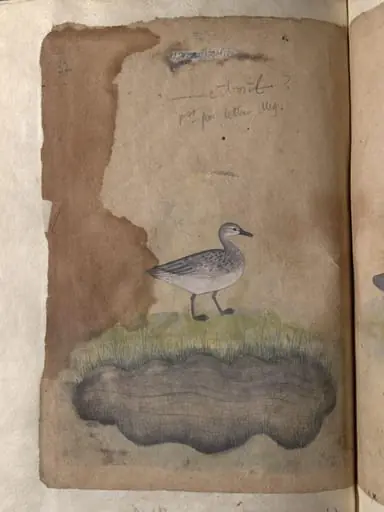 Depictions of an Indian darter and Duck (unidentified) of Northern India, by Unknown