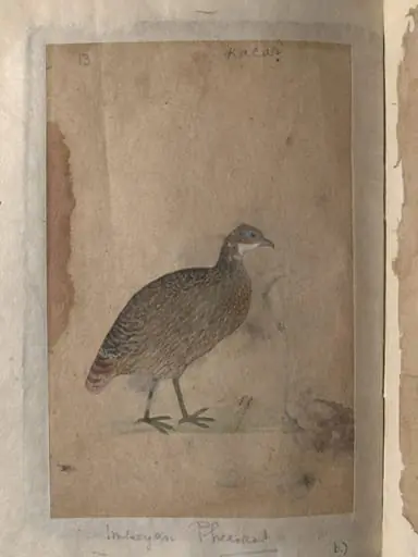 Depictions of Chukor partridge and Impeyan pheasant of Northern India, by Unknown