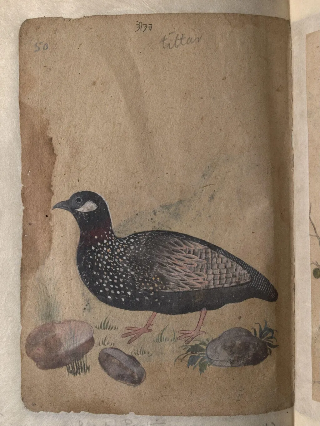 Depictions of Common (or grey) quail and a Black partridge of Northern India, by Unknown, paint, 1820