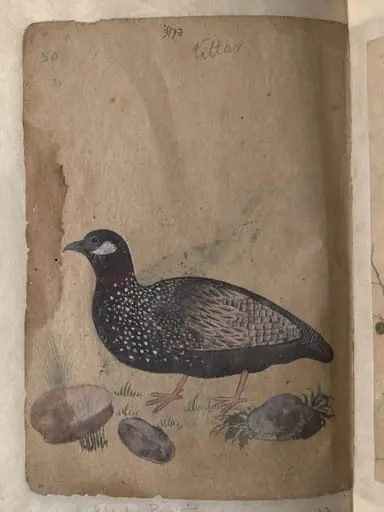 Depictions of Common (or grey) quail and a Black partridge of Northern India, by Unknown