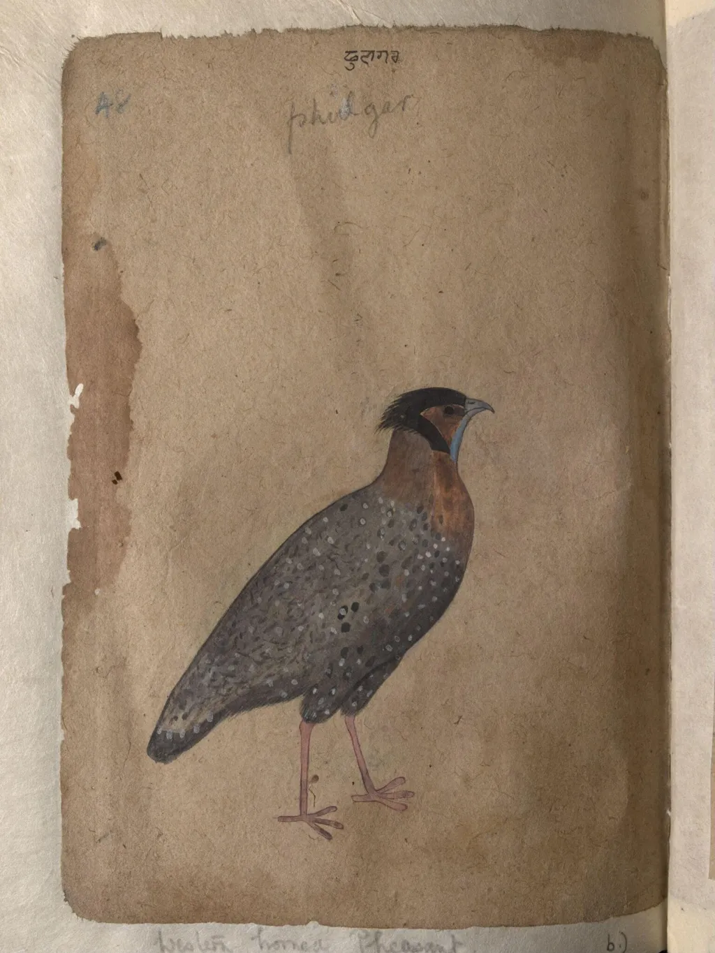 Depictions of Impeyan pheasant (male) and a Western horned pheasant of Northern India, by Unknown, paint, 1820