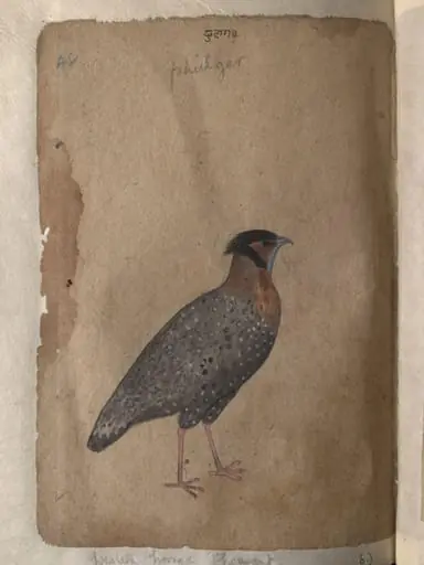 Depictions of Impeyan pheasant (male) and a Western horned pheasant of Northern India, by Unknown