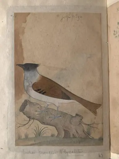 Depictions of Indian house crow and a Indian paradise flycatcher of Northern India, by Unknown
