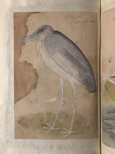 Depictions of Night heron (male) and Adjutant bird of Northern India, by Unknown