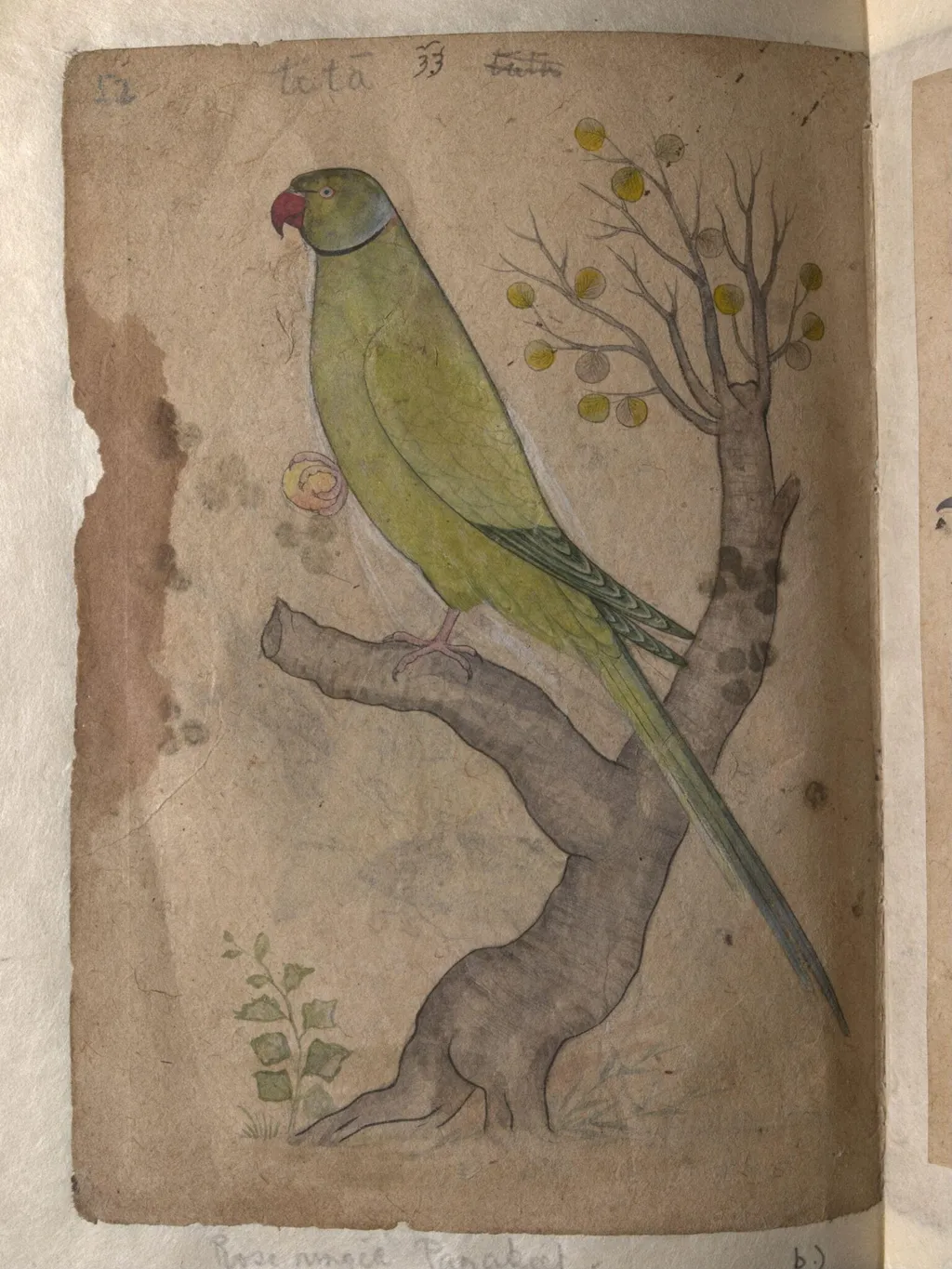 Depictions of Striated scops owl and Rose-ringed parakeet of Northern India, by Unknown, paint, 1820