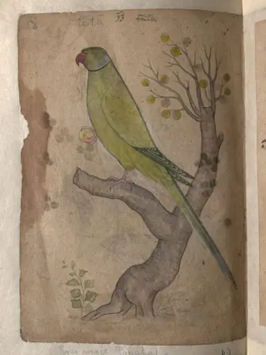 Depictions of Striated scops owl and Rose-ringed parakeet of Northern India, by Unknown