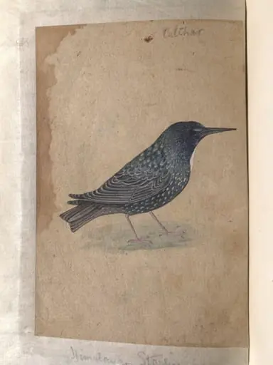 Depictions of white-cheeked bulbul and a Himalayan starling of Northern India, by Unknown