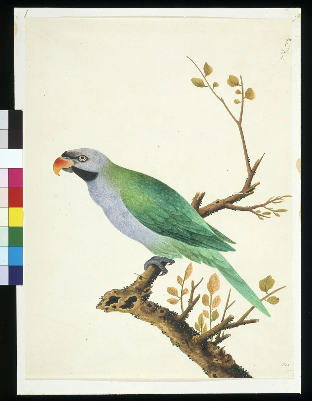 Derbyan Parakeet, by Unknown, paint, 1808