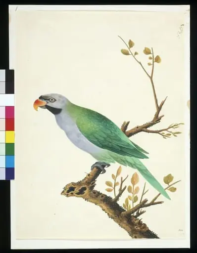 Derbyan Parakeet, by Unknown