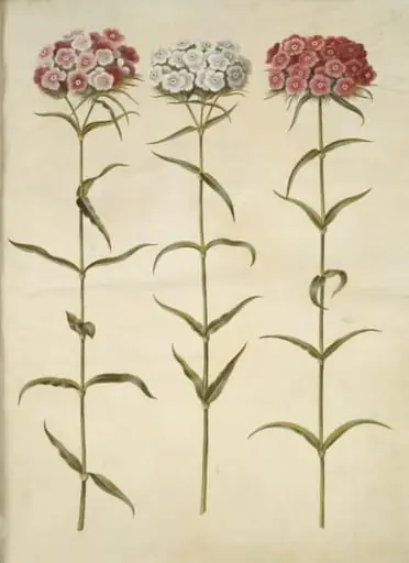 Dianthus barbatus (studenter-nellike), by Unknown