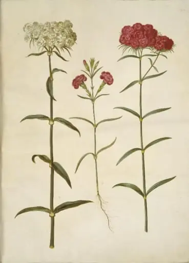 Dianthus barbatus (studenter-nellike); Dianthus (art af nellike), by Unknown