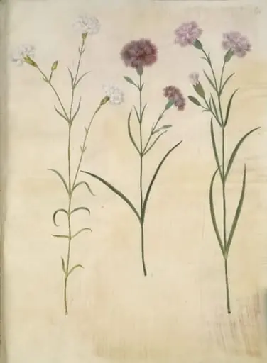 Dianthus plumarius (fjer-nellike), by Unknown