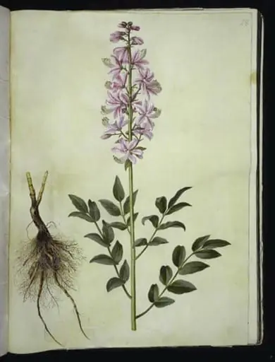 Dictamnus albus (hvid diktam), by Unknown