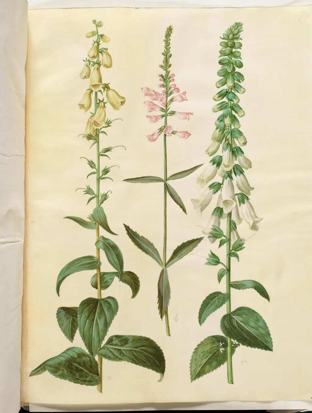 Digitalis grandiflora (storblomstret fingerbøl); Physostegia virginiana (drejeblomst); Digitalis purpurea (almindelig fingerbøl), by Unknown, unspecified, 1654
