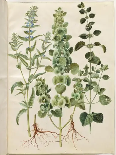 Dracocephalum moldavica (moldavisk dragehoved); Moluccella spinosa (tornet tragtbæger); Melissa officinalis (citron-melisse), by Unknown