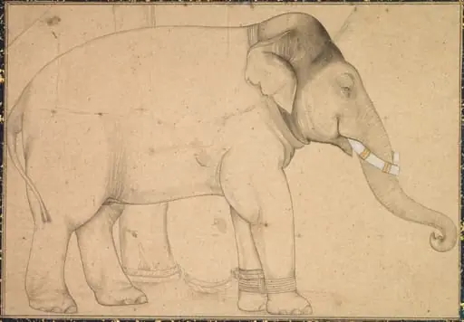 Drawing of an Elephant, by Unknown