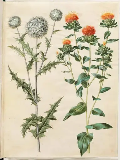 Echinops sphaerocephalus (almindelig tidselkugle); Carthamus tinctorius (gul saflortidsel), by Unknown