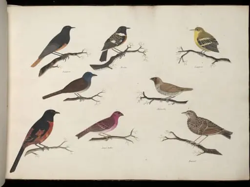 Eight birds, by Unknown