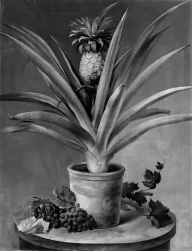 En ananas i urtepotte og druer på et stenbord, by Unknown