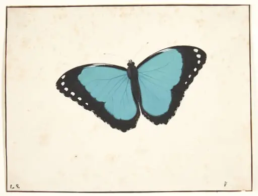 En eksotisk dagsommerfugl, by Unknown