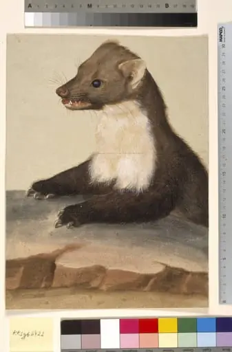 En mår, by Unknown
