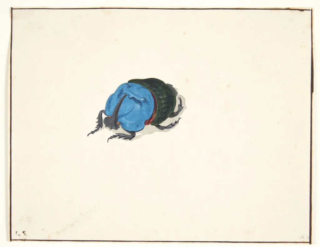 En næsehornsbille (scarabaeidae), by Unknown, unspecified, 1650