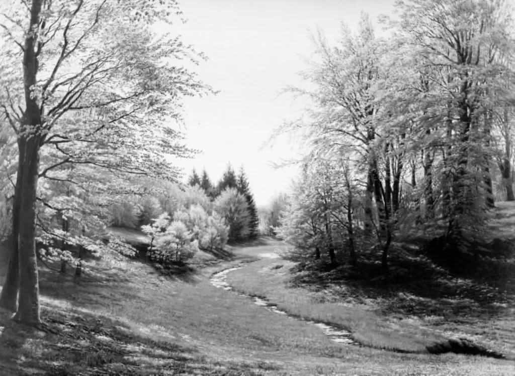 En skovbæk i Præstevangen ved Frederiksborg, by Unknown, 1879