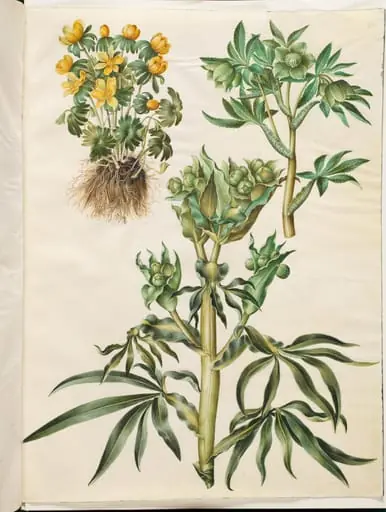 Eranthis hyemalis (have-erantis); Helleborus viridis (grøn nyserod); Helleborus foetidus (stinkende nyserod), by Unknown