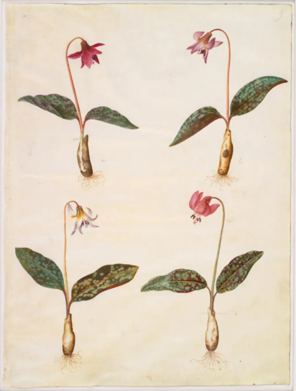 Erythronium dens-canis (ægte hundetand), by Unknown, unspecified, 1654