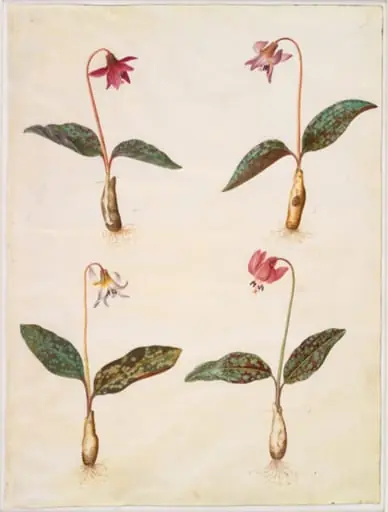 Erythronium dens-canis (ægte hundetand), by Unknown, 1654