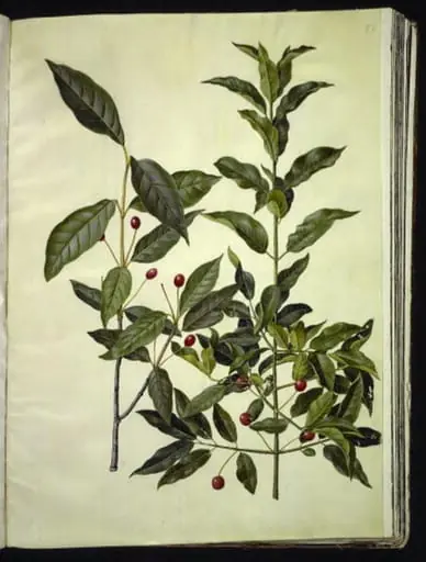Euonymus latifolius (bredbladet benved); Euonymus europaeus (almindelig benved), by Unknown