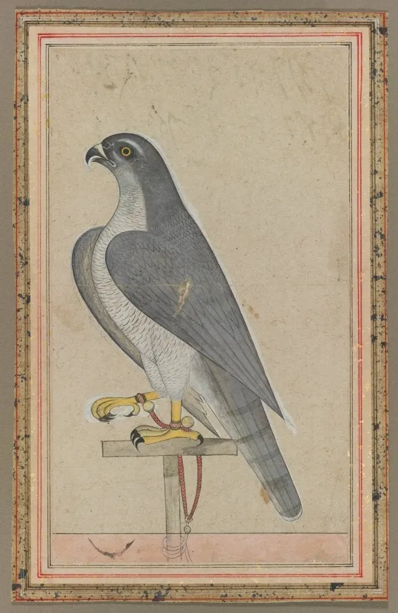 Falcon, by Unknown, unspecified, 1770