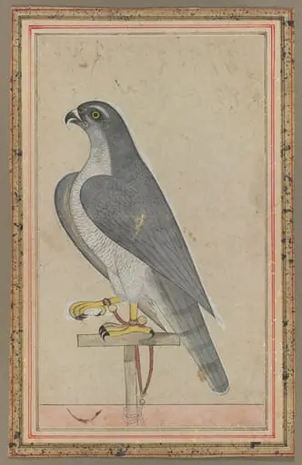 Falcon, by Unknown
