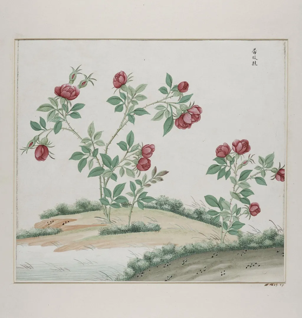 Fan mei gui, by Unknown, paint, 1780