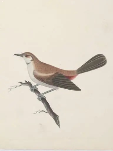 Female Indian robin (?), by Unknown