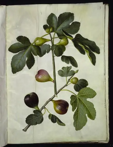 Ficus carica (almindelig figen), by Unknown