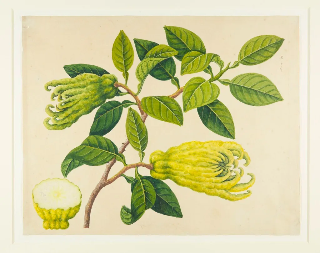 Fingered Citrons, by Unknown, paint, 1831
