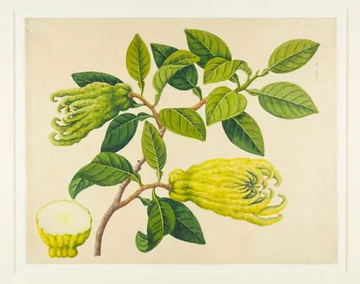 Fingered Citrons, by Unknown