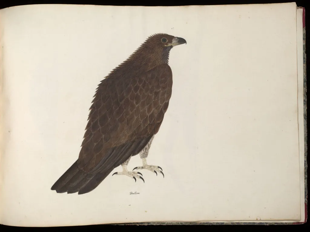 Fishing eagle, by Unknown, paint, 1826
