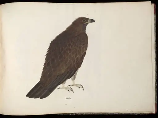 Fishing eagle, by Unknown