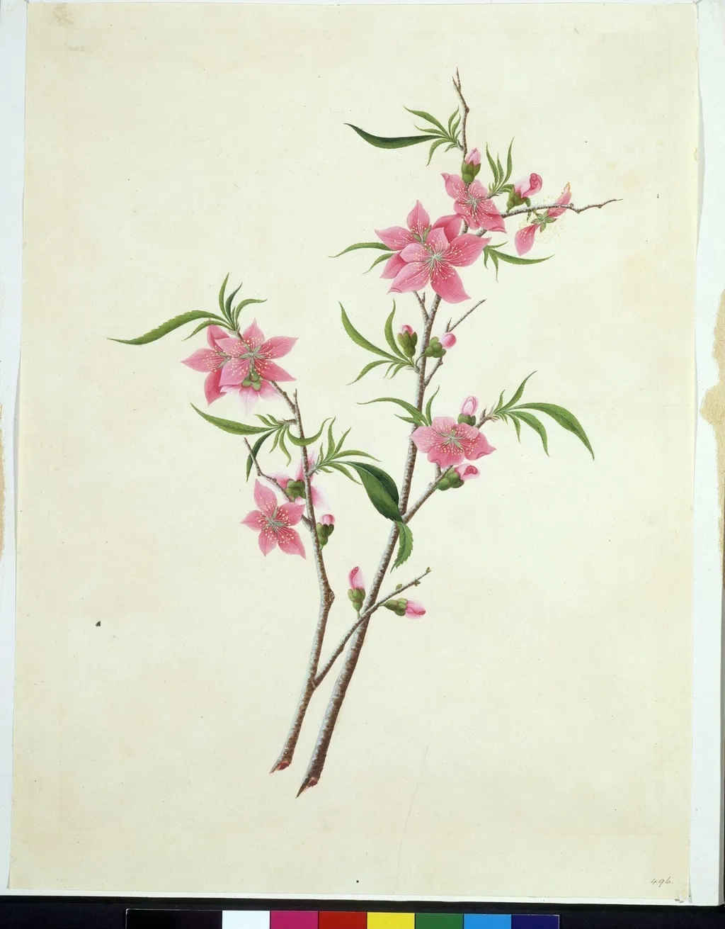 Flowering Peach, by Unknown, paint, 1808