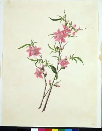Flowering Peach, by Unknown