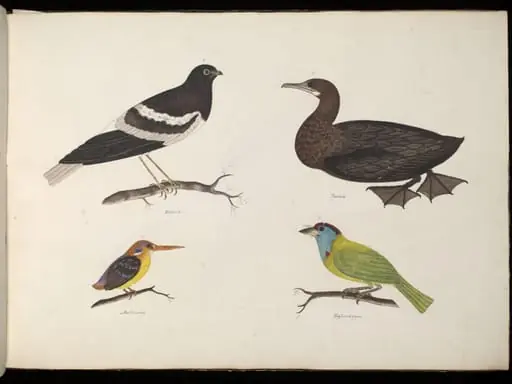 Four Birds, by Unknown