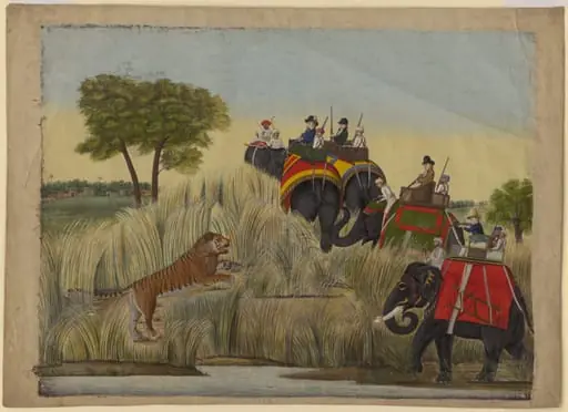 Four elephants with Europeans seated in the howdahs taking part in a tiger hunt., by Unknown