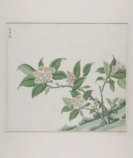 Fragrant glorybower (clerodendrum fragrans), chou mo li, by Unknown