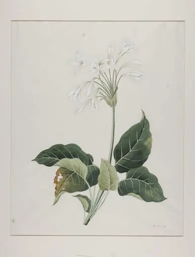 Fragrant plantain lily (hosta plantaginea), yu zan, by Unknown