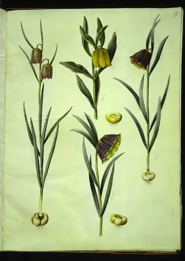 Fritillaria meleagris (almindelig vibeæg); Fritillaria aurea eller Fritillaria tubiformis & moggridgei (vibeæg); Fritillaria montana, by Unknown, 1654