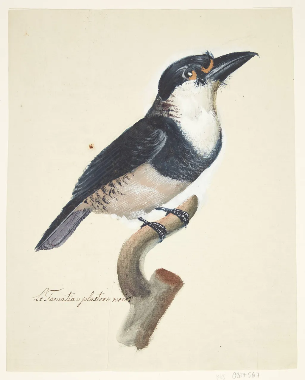 Fugl, by Unknown, unspecified, 1829